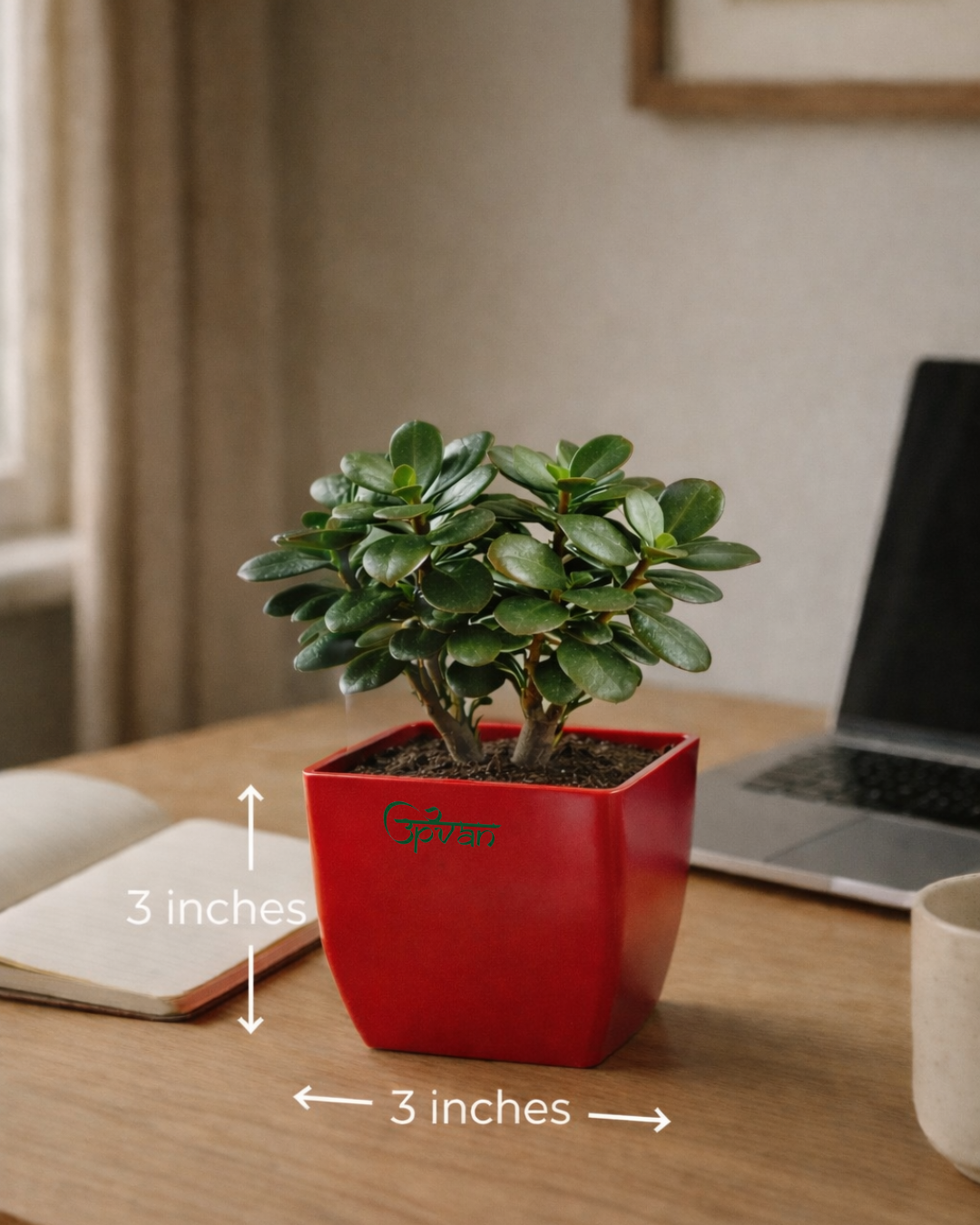 UPVAN Pack of 2 Jade Plant
