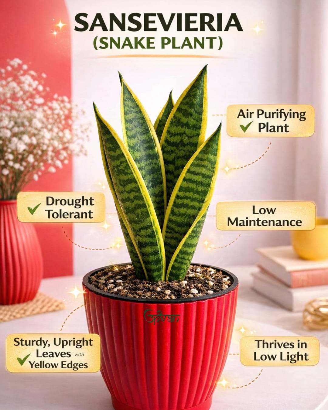 Upvan Snake Plant