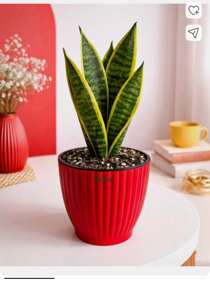 Snake Plant in 4” Plastic Pot