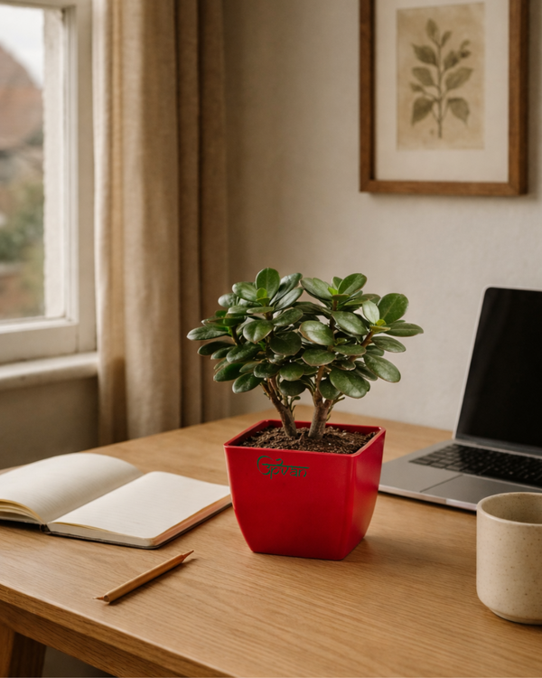 UPVAN Jade Plant