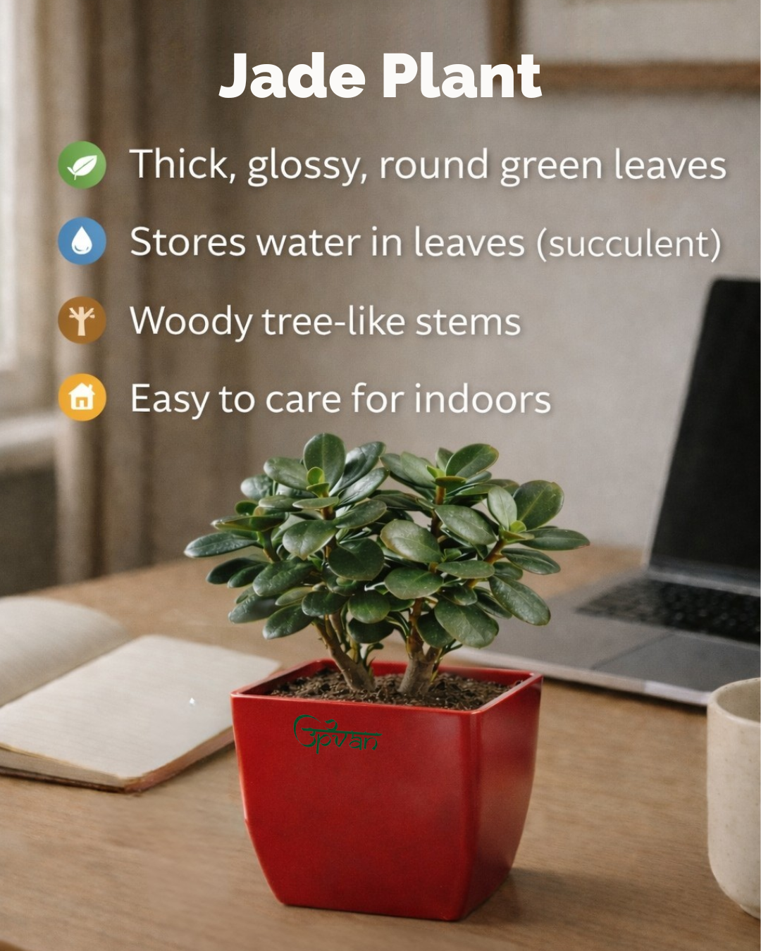UPVAN Pack of 2 Jade Plant