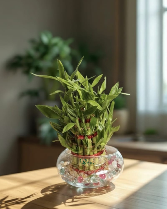 Upvan Lucky Bamboo in Glass Pot