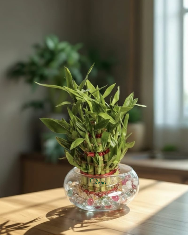 Upvan Lucky Bamboo in Glass Pot
