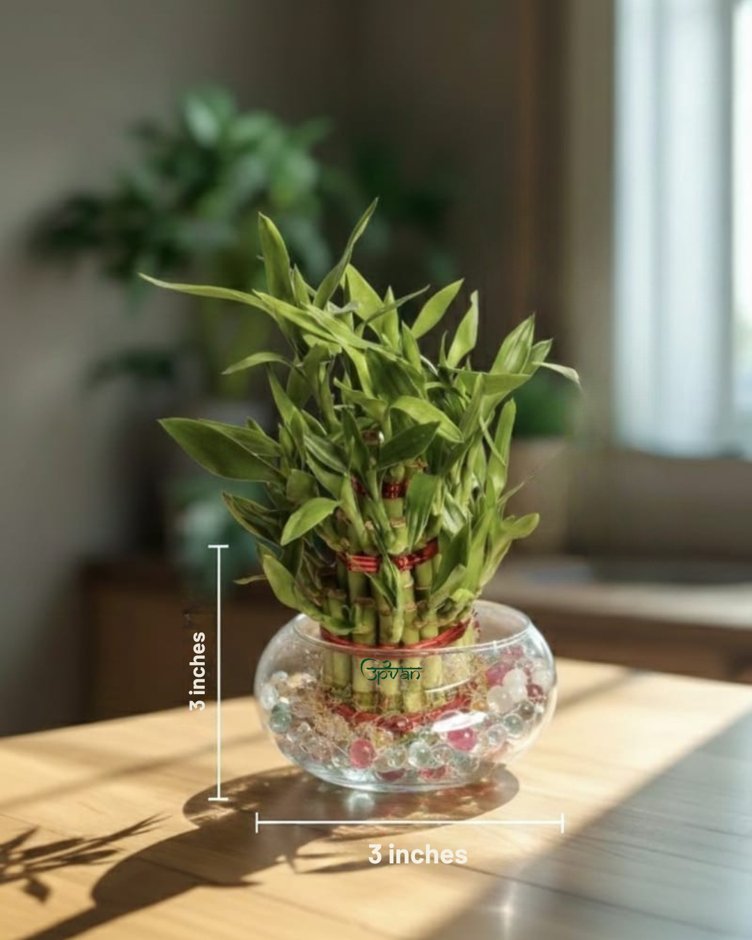 Upvan Pack of 2 Lucky Bamboo