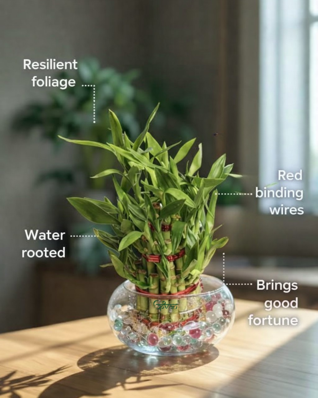 Upvan Pack of 2 Lucky Bamboo
