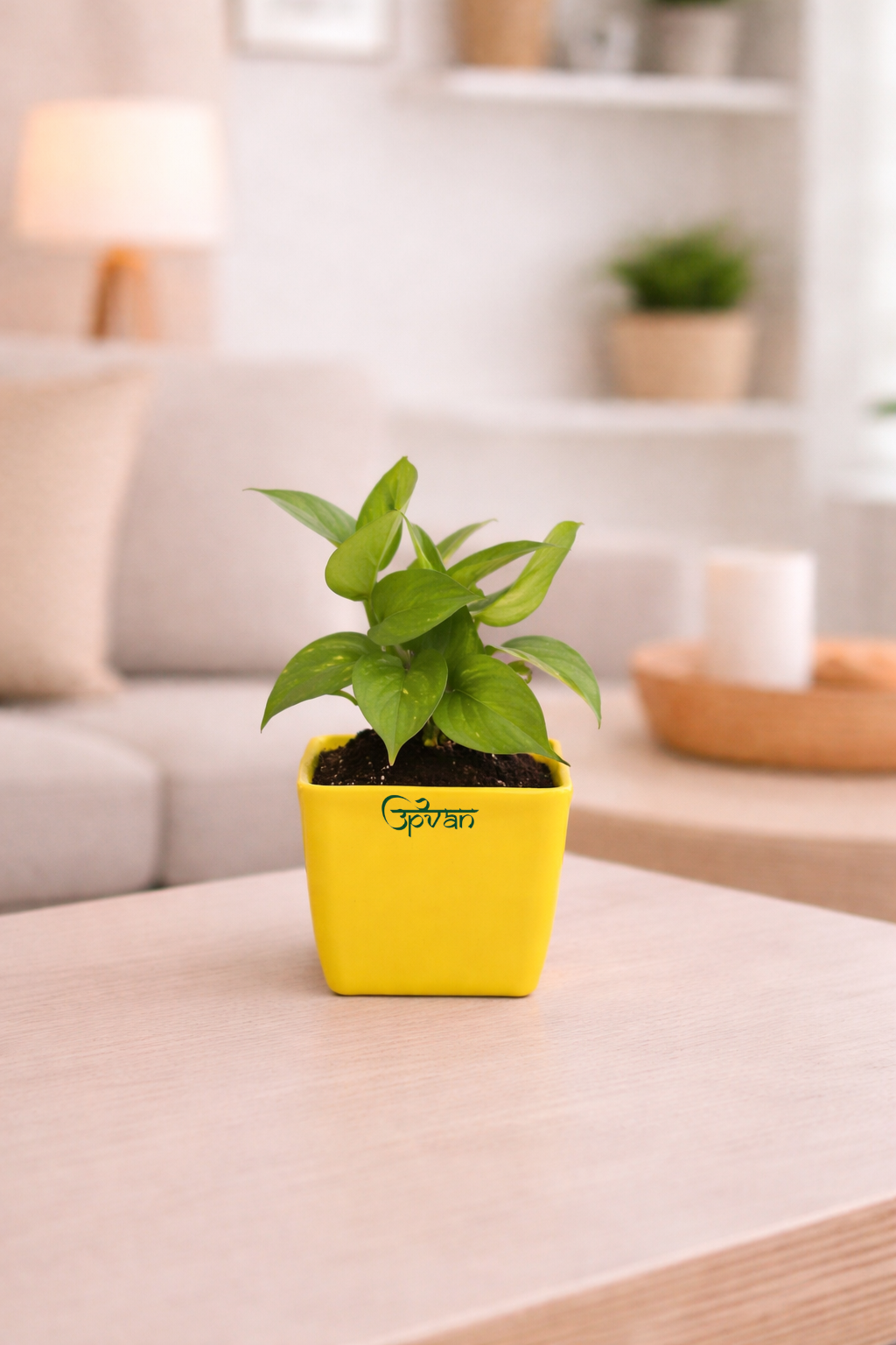 Upvan Combo of 3 | Luck Bamboo, Money & Jade Plant