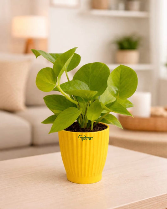 UPVAN Money Plant