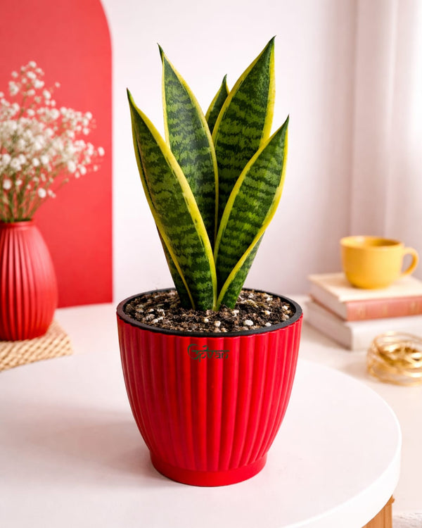 Upvan Pack of 2 Snake Plants
