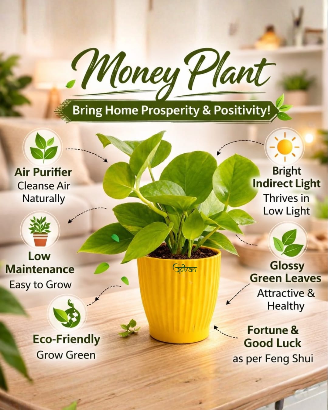 UPVAN Pack of 2 Money Plant