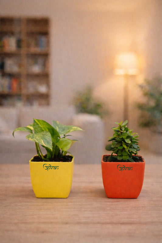 Upvan Combo of Money & Jade Plant