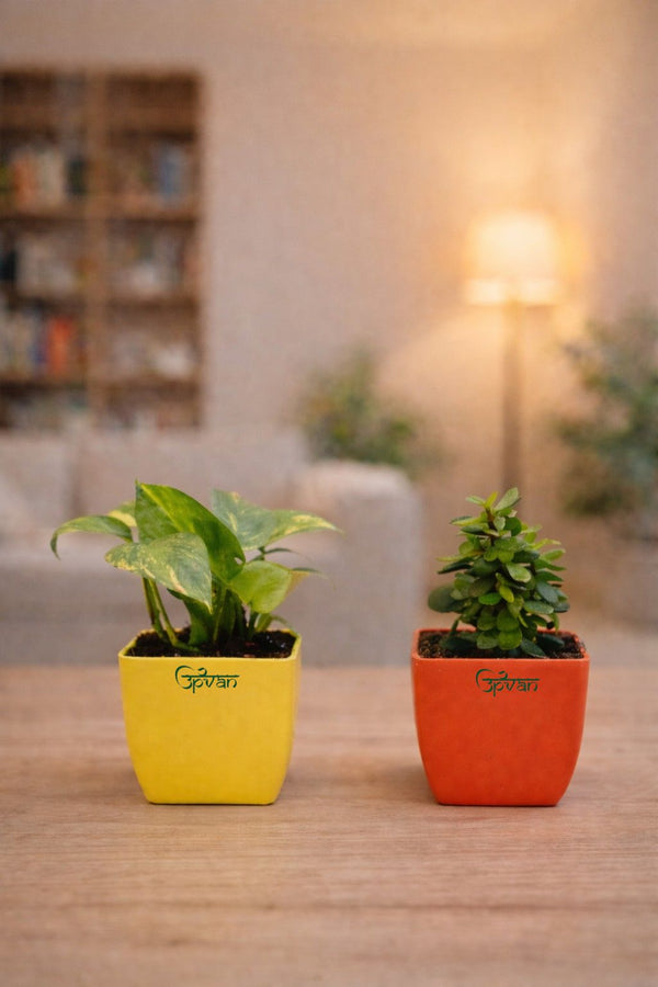 Upvan Combo of Money & Jade Plant