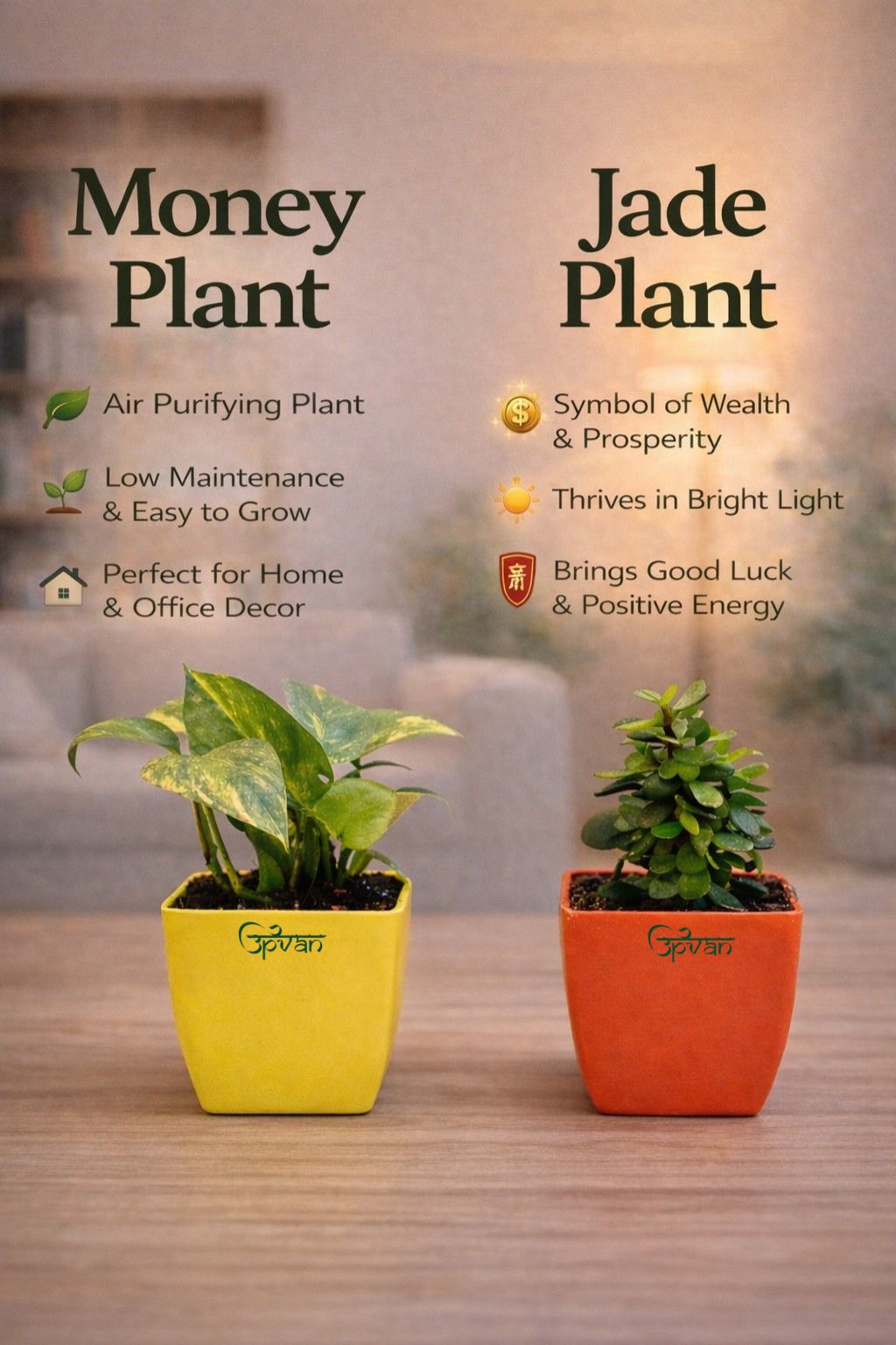 Upvan Combo of Money & Jade Plant