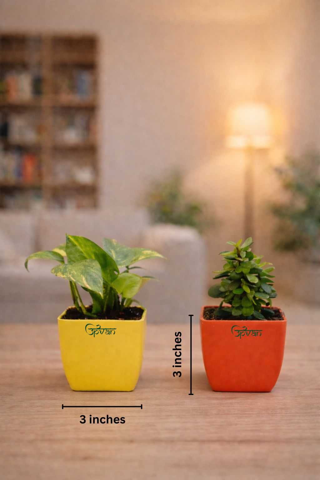 Upvan Combo of Money & Jade Plant