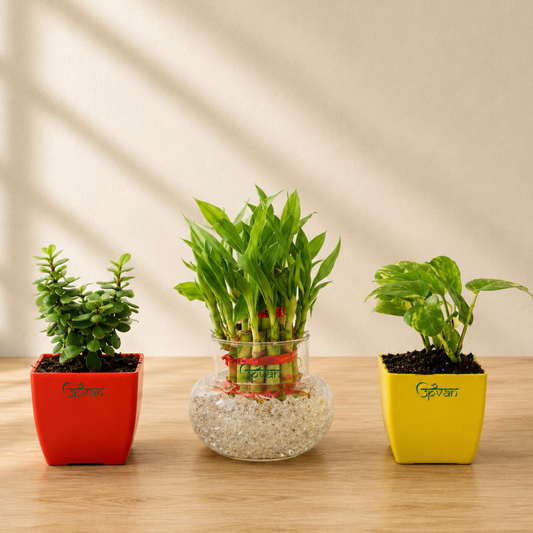 Upvan Combo of 3 | Luck Bamboo, Money & Jade Plant