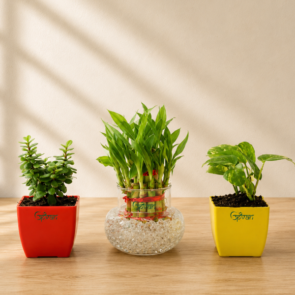 Upvan Combo of 3 | Luck Bamboo, Money & Jade Plant